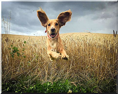 Big-eared dog.