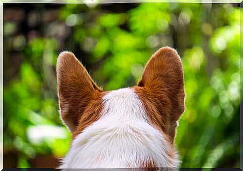 Photo of a dog from behind.