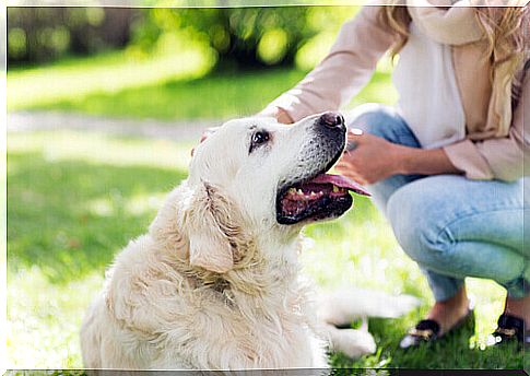 Golden Retriever lying down with mistress