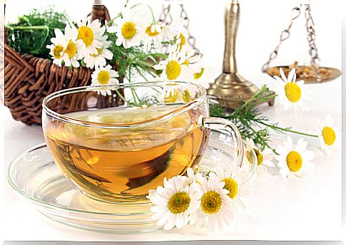 chamomile