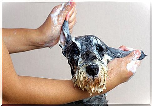 How to get rid of wet dog odor