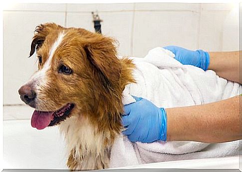 dog dried in the tub after bath