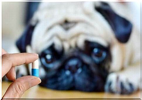 How to give your dog medicine without them noticing