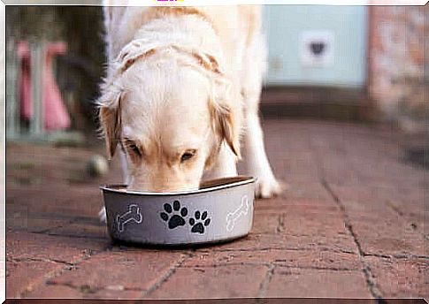 Dog eating in the bowl