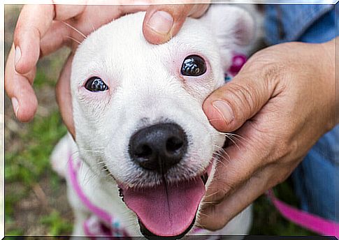 How to help a dog with a noise phobia