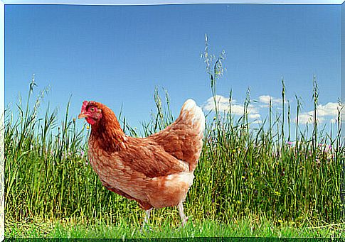 hen in the meadow