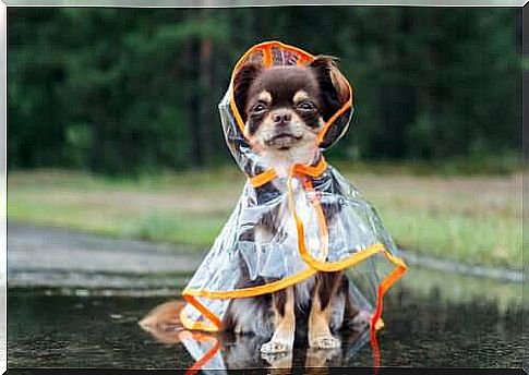 How to protect dogs from the cold?