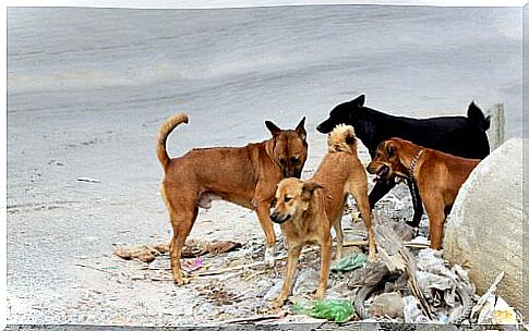 Stray dogs near the garbage