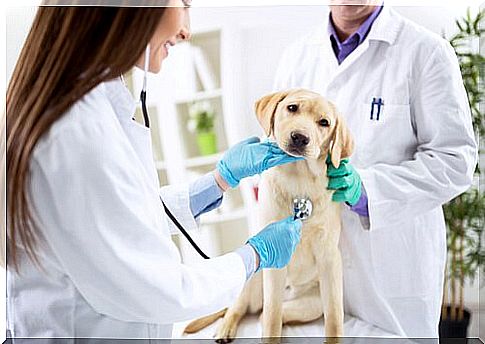 Veterinarians visit a labrador puppy