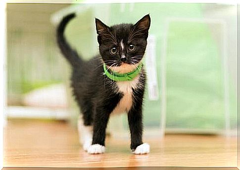 Black and white kitten