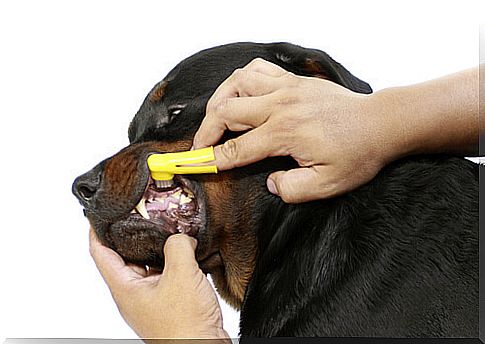 How to take care of your dog's teeth