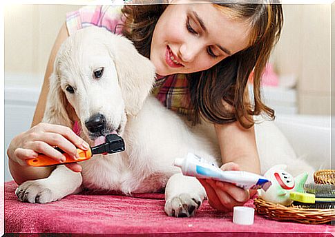 girl brushes her dog's teeth