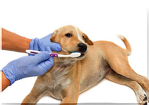 the vet cleans the dog's teeth