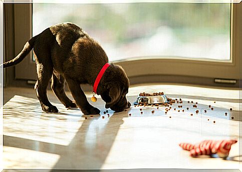 a puppy eats treats scattered on the ground