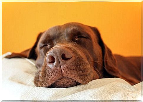 a dog sleeps with his head in the blankets