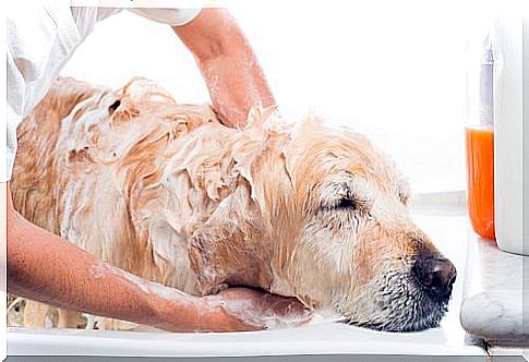 a dog being washed with soap