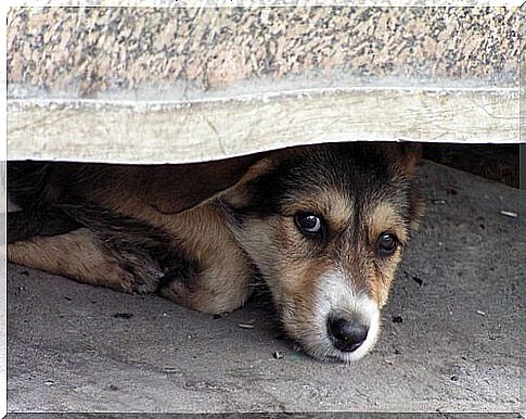 How to treat a fear of thunderstorms in dogs