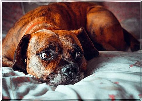 Dog is afraid of the storm