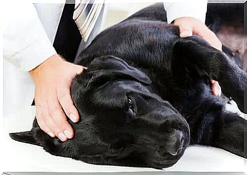 Canine infectious hepatitis: symptoms and causes