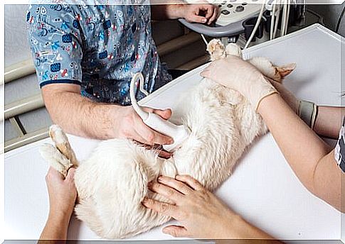 veterinarian performs an ultrasound to a white cat