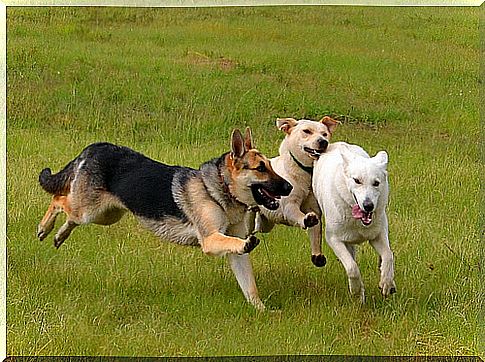 dogs-playing-on-the-lawn