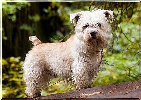 Irish Glen of Imaal terrier: let's find out together