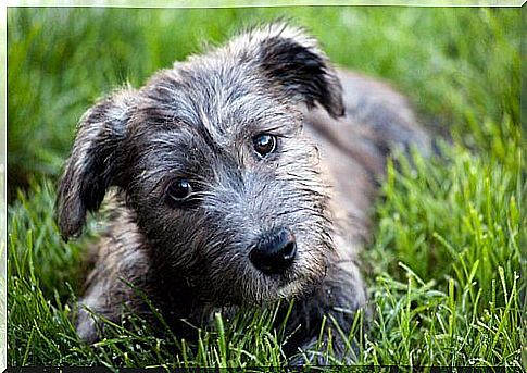 Irish Glen of Imaal terrier on the lawn