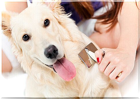 dog-and-hair-brush