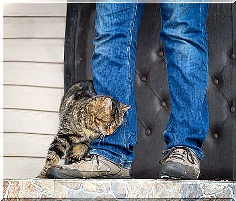 Cat rubs on master's leg