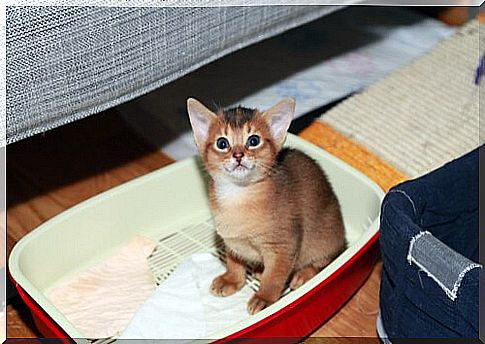 Kitten sitting in the litter box