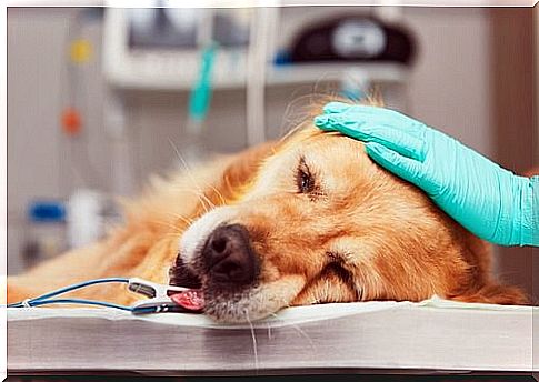 Is there natural chemotherapy for dogs?