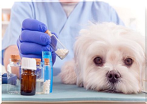 Veterinarian treating dog with pads