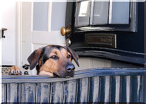 dog at the door