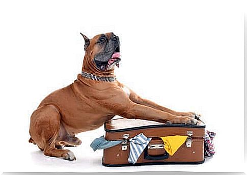 Legal formalities for crossing customs with a dog