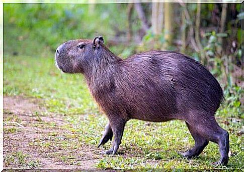 Let's discover all the characteristics of the capybara