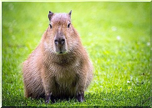 Capybara in the meadow 