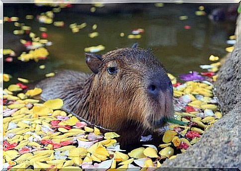 Capybara in water 