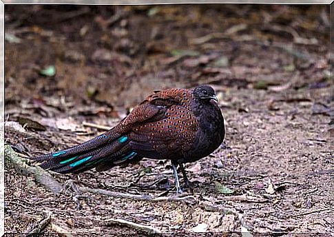 Bornean crested pheasant