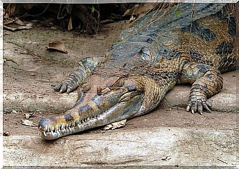 Tomistoma