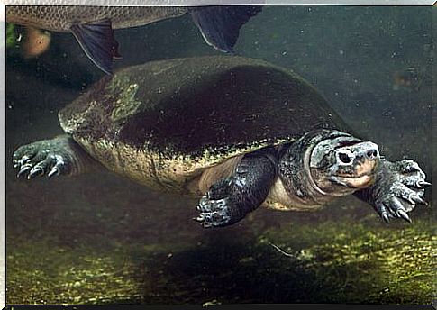 Malayan giant tortoise while swimming