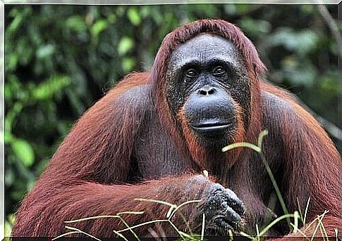 Bornean orangutan sitting in the forest