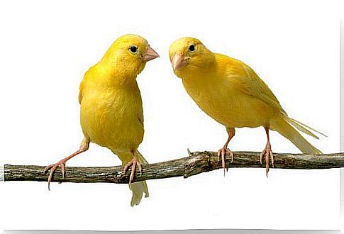 two canaries on the branch 