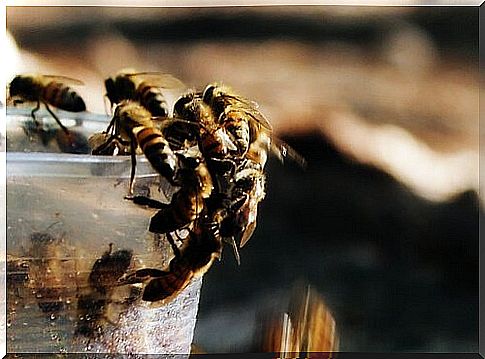 Several bees on a glass