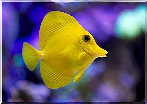 yellow surgeon fish 