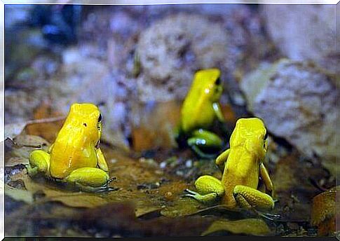 Three specimens of golden frog