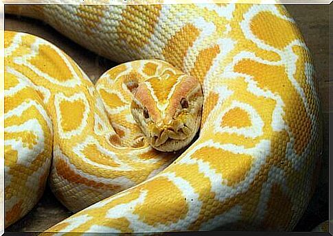 Curled up albino python 