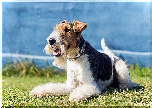 Fox Terrier on the grass