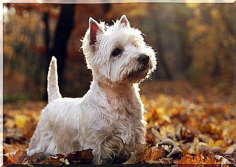 West Highland White Terrier in the middle of the leaves 