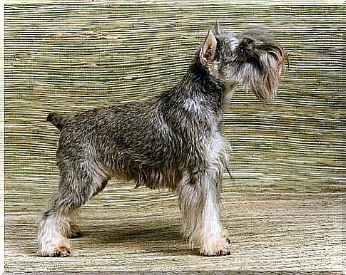 Miniature Schnauzer posing 