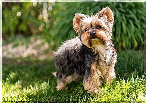 Yorkshire Terrier in a meadow 